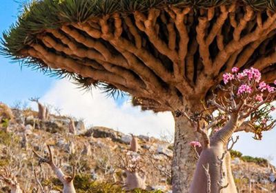 سقطرى في مهب حرب الخدمات.. التصلّب السعودي يخنق الأرخبيل