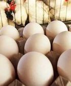 سحب 19 مليون بيضة في أمريكا بسبب مخاوف التلوث بالسالمونيلا