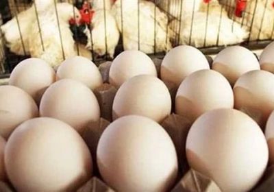 سحب 19 مليون بيضة في أمريكا بسبب مخاوف التلوث بالسالمونيلا