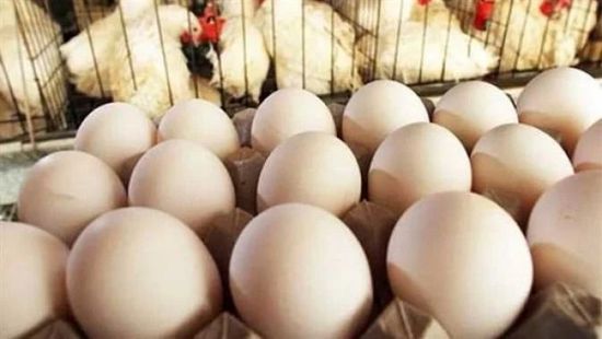 سحب 19 مليون بيضة في أمريكا بسبب مخاوف التلوث بالسالمونيلا