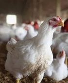 أستراليا تسجل أول حالة نفوق جماعي بسبب إنفلونزا الطيور
