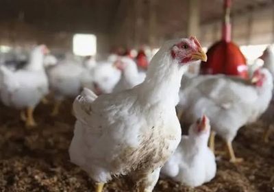 أستراليا تسجل أول حالة نفوق جماعي بسبب إنفلونزا الطيور