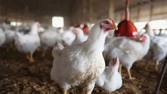 أستراليا تسجل أول حالة نفوق جماعي بسبب إنفلونزا الطيور
