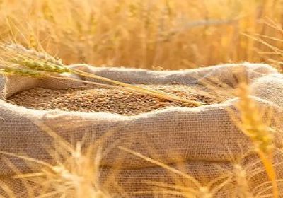 تراجع أسعار القمح وسط مؤشرات باستئناف ممر الحبوب