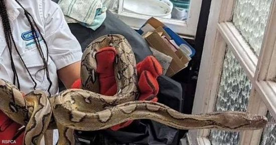 أفعى تثير جدلًا في شوارع بريطانيا